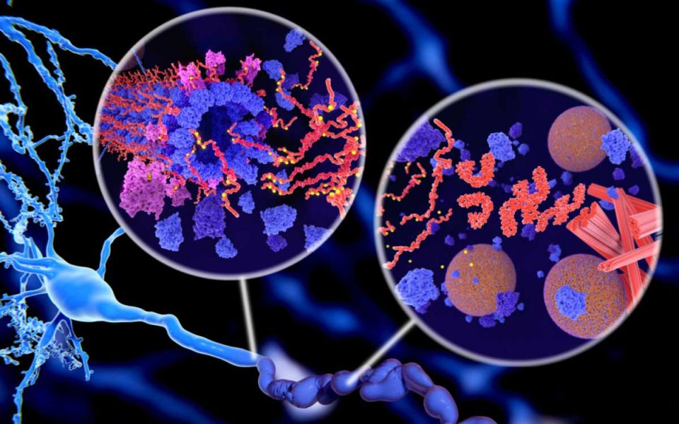 Tau: A Little Protein With Big Effects