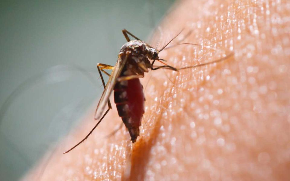 What is Chikungunya?