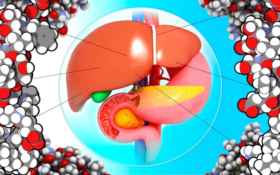 New Liver Meds Take New Approaches
