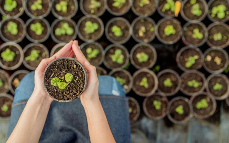 The Healing Power of Nature: Horticultural Therapy